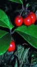 Wintergreen Essential Oil Benefits